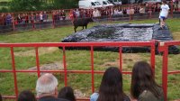 Féria 2019